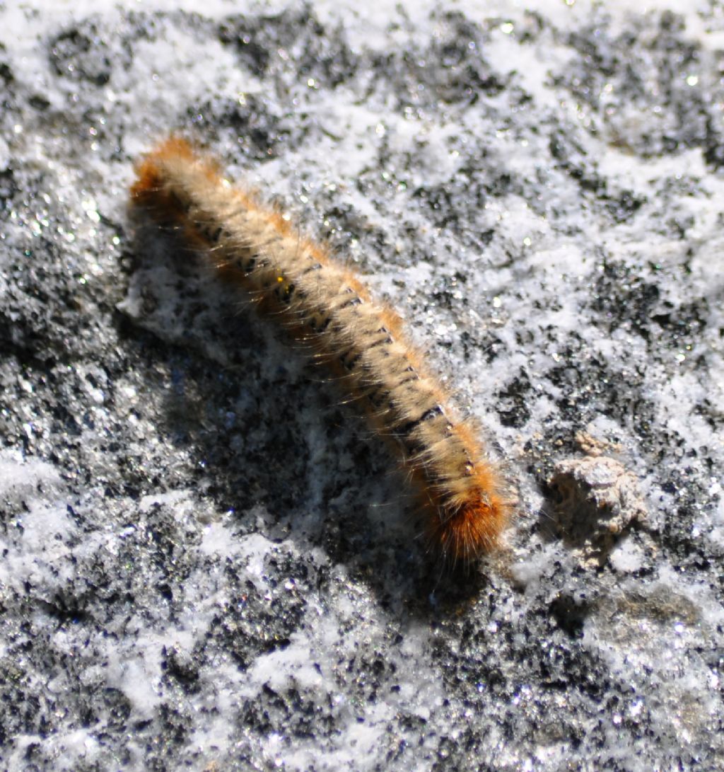 Bruco di Lasiocampa quercus